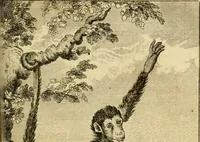 An illustration from Œuvres complètes de M. le C[om]te de Buffon ... : histoire des animaux quadrupèdes (1775)