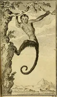 An illustration from Œuvres complètes de M. le C[om]te de Buffon ... : histoire des animaux quadrupèdes (1775)