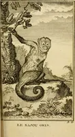 Picture 38 of 52 from Œuvres complètes de M. le C[om]te de Buffon ... : histoire des animaux quadrupèdes (1775), leaf 378