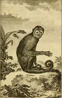 Picture 40 of 52 from Œuvres complètes de M. le C[om]te de Buffon ... : histoire des animaux quadrupèdes (1775), leaf 384