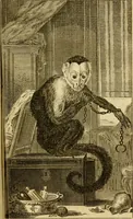 An illustration from Œuvres complètes de M. le C[om]te de Buffon ... : histoire des animaux quadrupèdes (1775)
