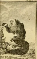 An illustration from Œuvres complètes de M. le C[om]te de Buffon ... : histoire des animaux quadrupèdes (1775)