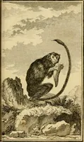 An illustration from Œuvres complètes de M. le C[om]te de Buffon ... : histoire des animaux quadrupèdes (1775)