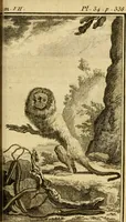 Picture 49 of 52 from Œuvres complètes de M. le C[om]te de Buffon ... : histoire des animaux quadrupèdes (1775), leaf 414