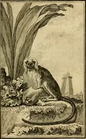 An illustration from Œuvres complètes de M. le C[om]te de Buffon ... : histoire des animaux quadrupèdes (1775)