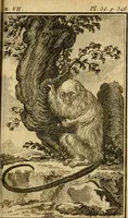 An illustration from Œuvres complètes de M. le C[om]te de Buffon ... : histoire des animaux quadrupèdes (1775)
