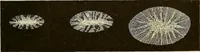 An illustration from Oeuvres ophthalmologiques de Thomas Young (1894)