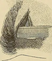 An illustration from Oeuvres ophthalmologiques de Thomas Young (1894)