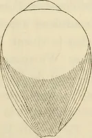 An illustration from Oeuvres ophthalmologiques de Thomas Young (1894)