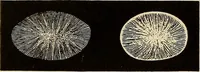 An illustration from Oeuvres ophthalmologiques de Thomas Young (1894)