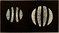 An illustration from Oeuvres ophthalmologiques de Thomas Young (1894)