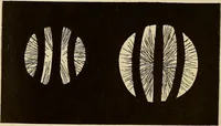 An illustration from Oeuvres ophthalmologiques de Thomas Young (1894)