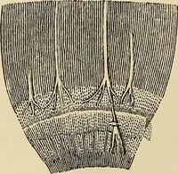 An illustration from Oeuvres ophthalmologiques de Thomas Young (1894)