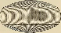 An illustration from Oeuvres ophthalmologiques de Thomas Young (1894)