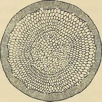 An illustration from Oeuvres ophthalmologiques de Thomas Young (1894)