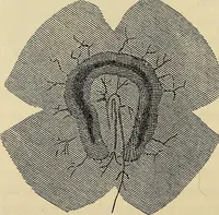 An illustration from Oeuvres ophthalmologiques de Thomas Young (1894)