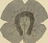 An illustration from Oeuvres ophthalmologiques de Thomas Young (1894)