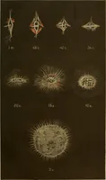 An illustration from Oeuvres ophthalmologiques de Thomas Young (1894)