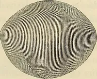 An illustration from Oeuvres ophthalmologiques de Thomas Young (1894)