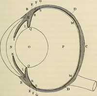 An illustration from Oeuvres ophthalmologiques de Thomas Young (1894)