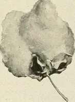 An illustration from Official American textile directory; containing reports of all the textile manufacturing establishments in the United States and Canada, together with the yarn trade index ... Comp. annually by the Textile world journal (1921)