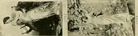 An illustration from Official catalogue and price lists on public and domestic art glass. (1897)