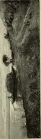 An illustration from Official illustrated catalogue, Fine arts exhibit, Hungary, St. Louis exposition, 1904 (1904)