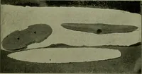 An illustration from Ohio archæological and historical publications (1887)