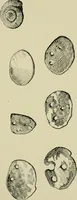 An illustration from Ohio archæological and historical publications (1887)