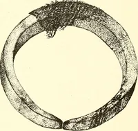 An illustration from Ohio archæological and historical publications (1887)