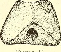 An illustration from Ohio archæological and historical publications (1887)