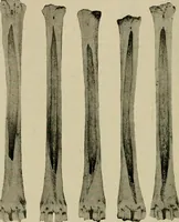 An illustration from Ohio archæological and historical quarterly (1887)