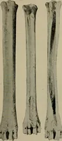 An illustration from Ohio archæological and historical quarterly (1887)