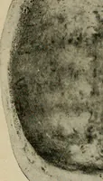 An illustration from Ohio archæological and historical quarterly (1887)