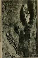 An illustration from Ohio archæological and historical quarterly (1887)