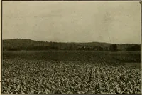 An illustration from Ohio archæological and historical quarterly (1887)