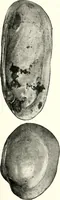 An illustration from Ohio archæological and historical quarterly (1887)