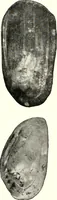An illustration from Ohio archæological and historical quarterly (1887)