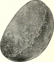 An illustration from Ohio archæological and historical quarterly (1887)
