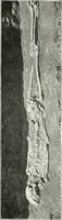 An illustration from Ohio archæological and historical quarterly (1887)