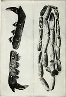 An illustration from Ohio archæological and historical quarterly (1887)