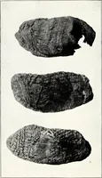 An illustration from Ohio archæological and historical quarterly (1887)