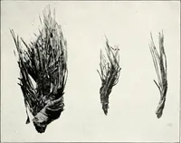 An illustration from Ohio archæological and historical quarterly (1887)