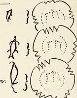 Picture 34 of 61 from Ohio archæological and historical quarterly (1887), leaf 163