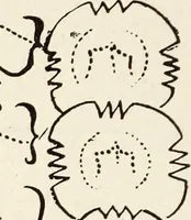 Picture 37 of 61 from Ohio archæological and historical quarterly (1887), leaf 165