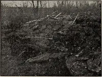 Picture 40 of 88 from Ohio archæological and historical quarterly (1887), leaf 207