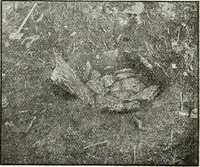 An illustration from Ohio archæological and historical quarterly (1887)