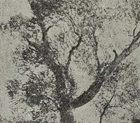 Picture 50 of 88 from Ohio archæological and historical quarterly (1887), leaf 261