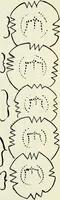 Picture 36 of 63 from Ohio archæological and historical quarterly (1887), leaf 166