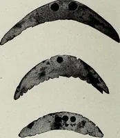 An illustration from Ohio archæological and historical quarterly (1887)